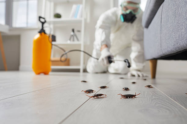 Post-Treatment Bed Bug Interceptor Monitoring in Ronan